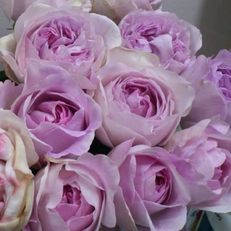 【伊芙卡隆】P18中大苗浓香大花多季切花自立盆栽地载阳台庭院月季