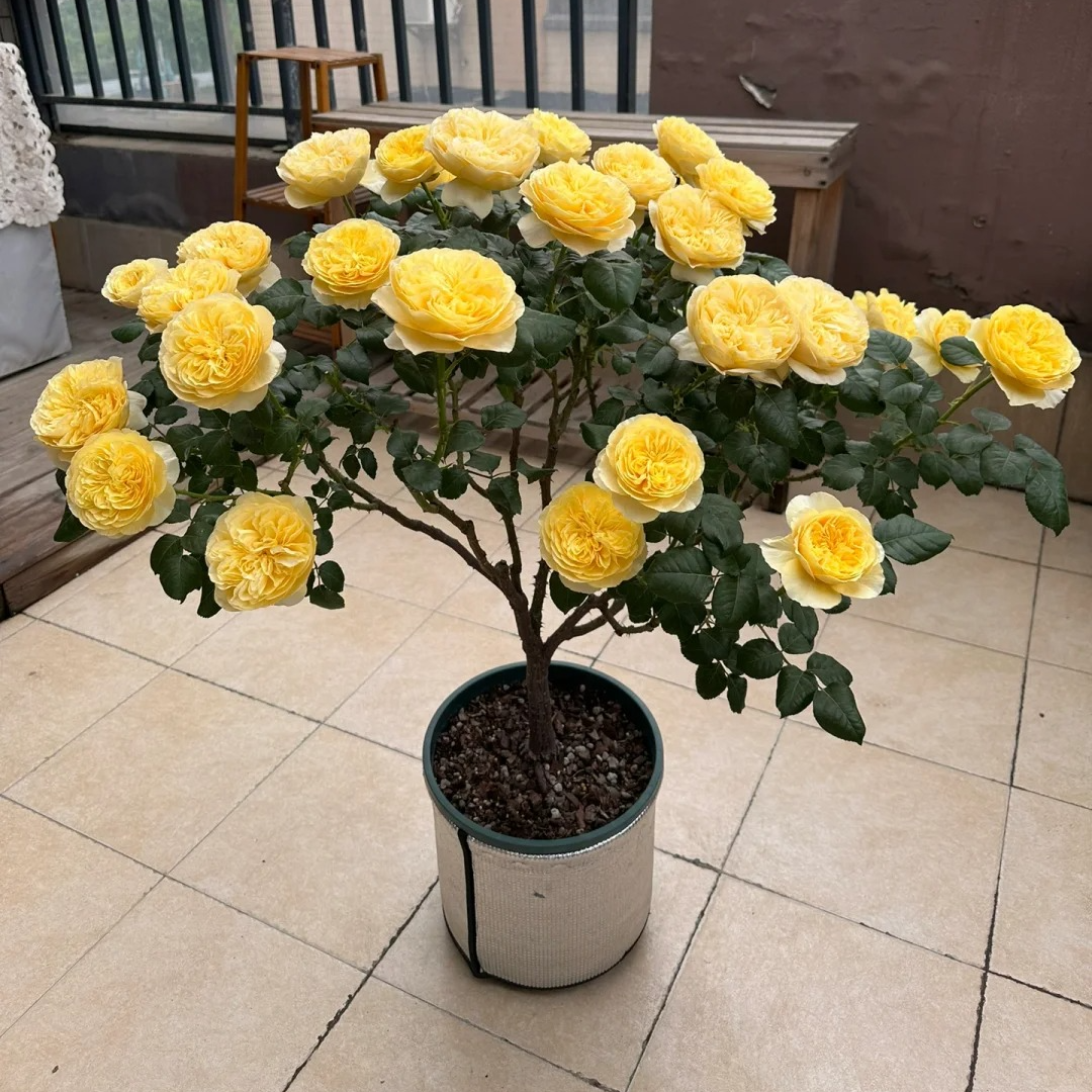 浩田花苑黄色月季 圣女贞德 灌木浓香大花切花玫瑰花月季四季花卉