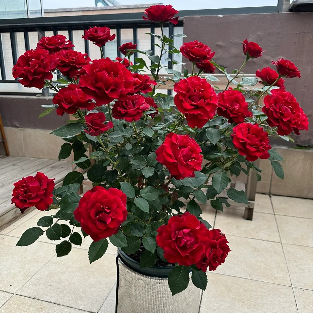 扦插勤花月季纪念芭芭拉灌木抗病耐热长势强勤花品种新品小苗