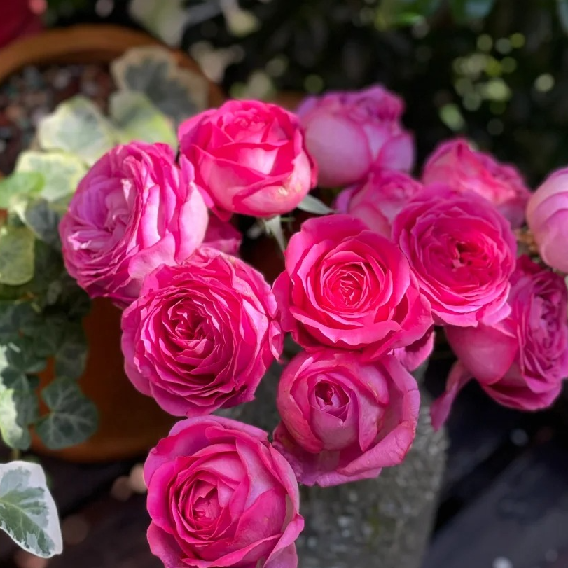 特拉方特扦插浓香灌木大花勤花丰花盆栽地载阳台庭院月季绿植花卉