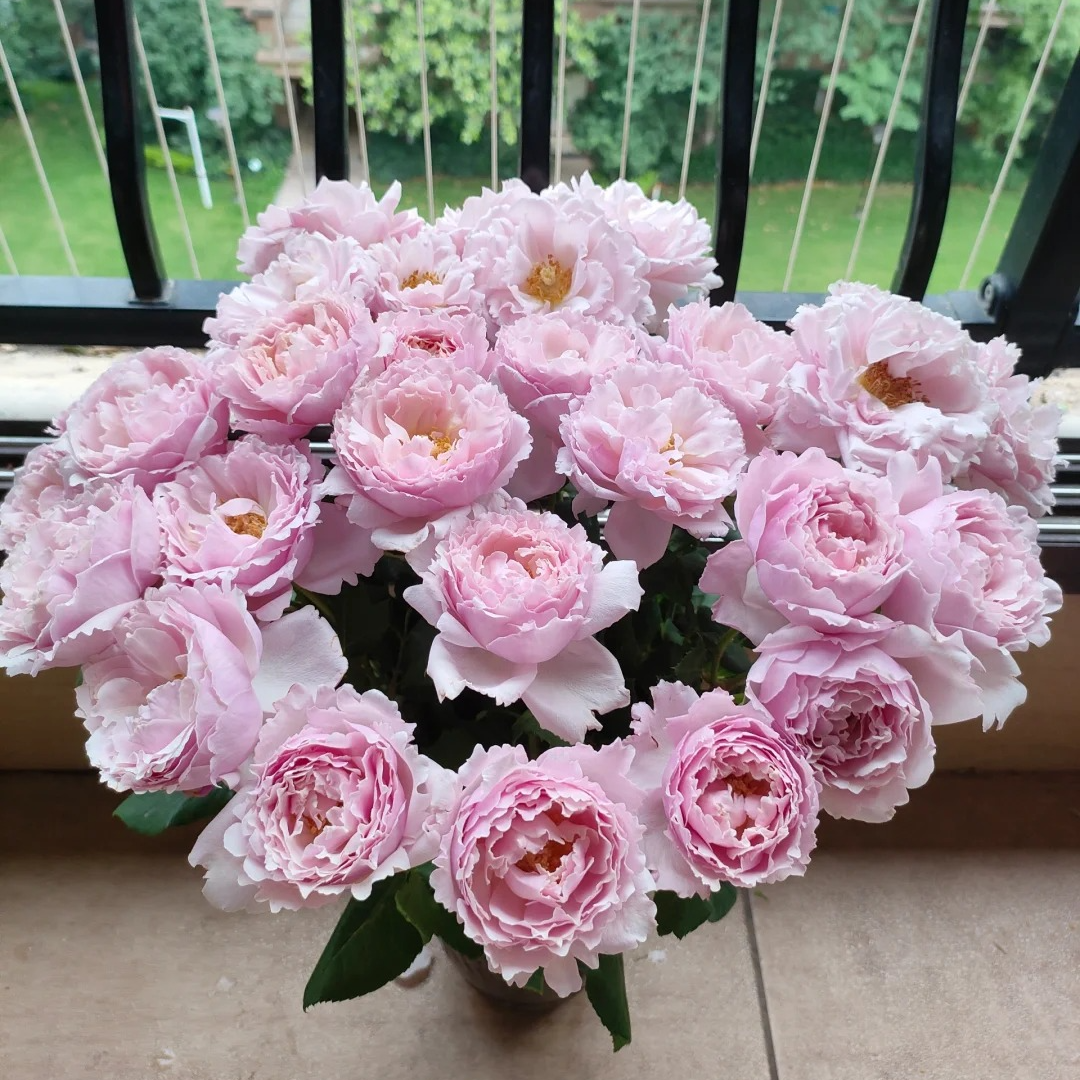 P18中大苗【索菲罗莎】灌木浓香大花丰花勤花阳台庭院绿植花卉月季