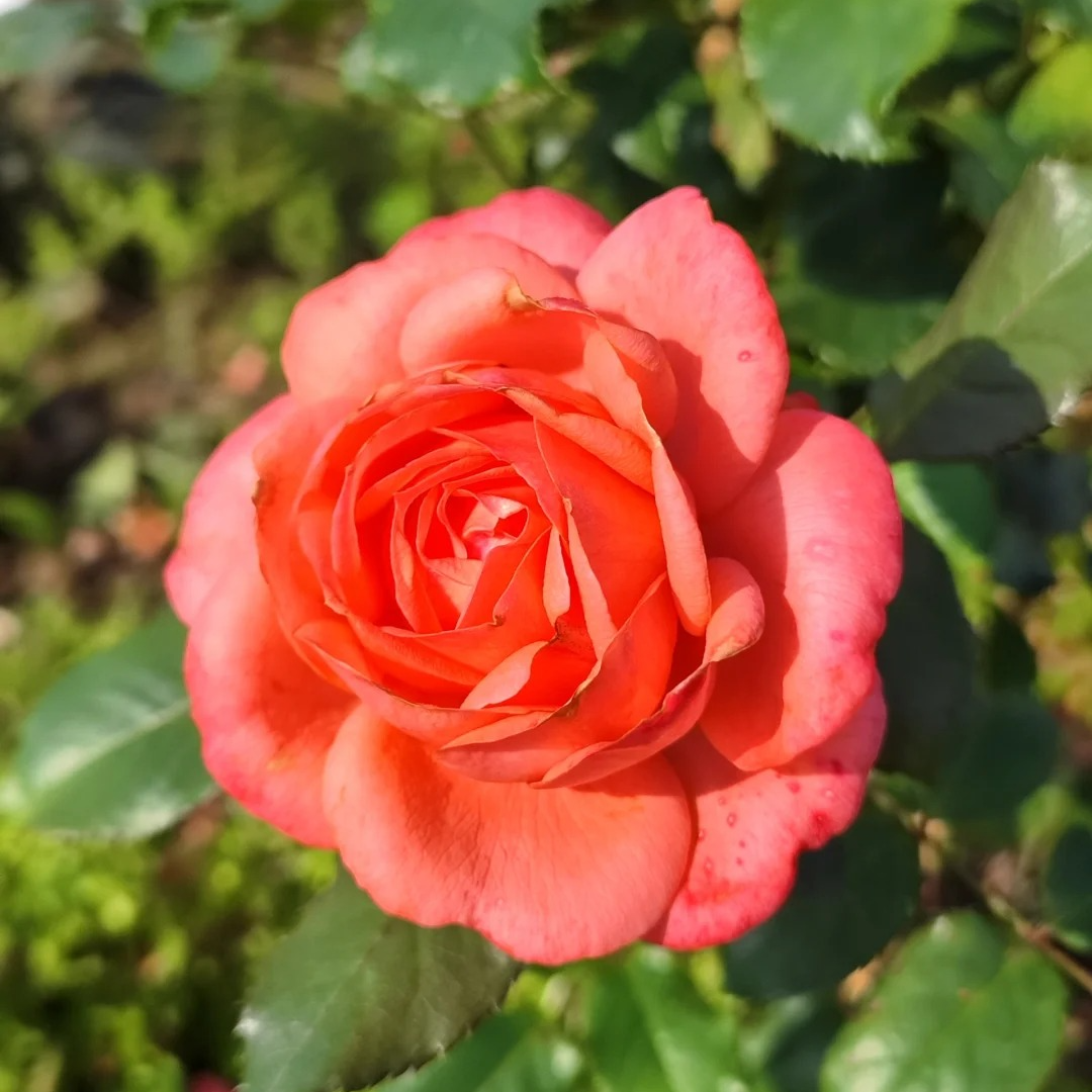 扦插珊瑚珠宝灌木浓香多季丰花勤花水果花香阳台庭院绿植花卉月季