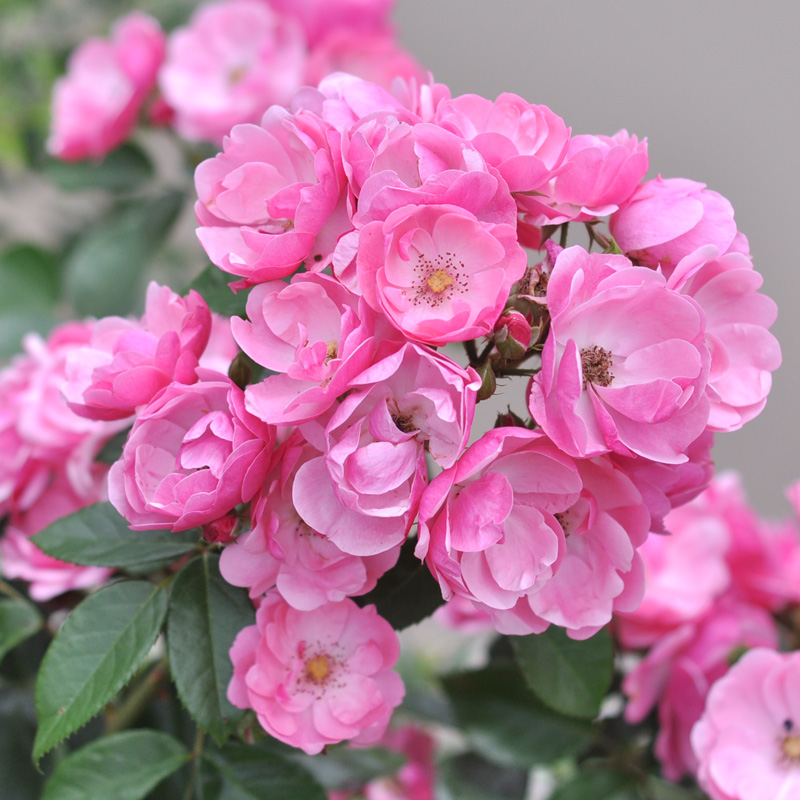 推荐藤本月季 安吉拉 经典攀爬攀援多季开花蔷薇花苗浅粉色庭院