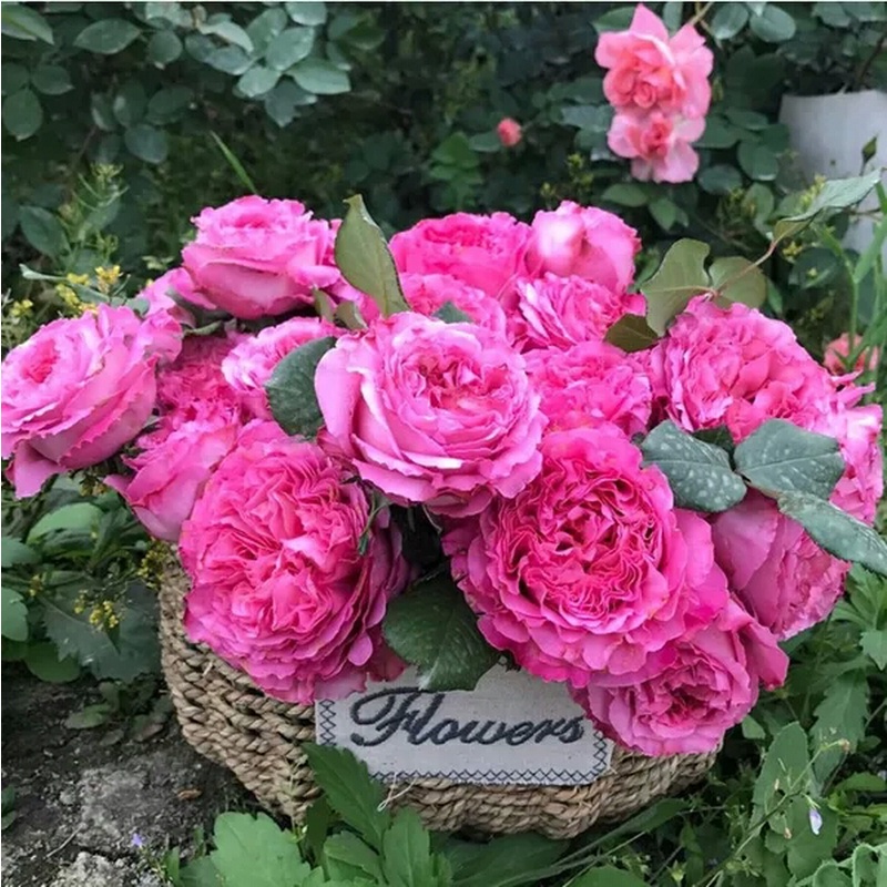 浩田花苑大花月季仙王座盆栽灌木庭院花园小盆栽观花绿植花卉小苗