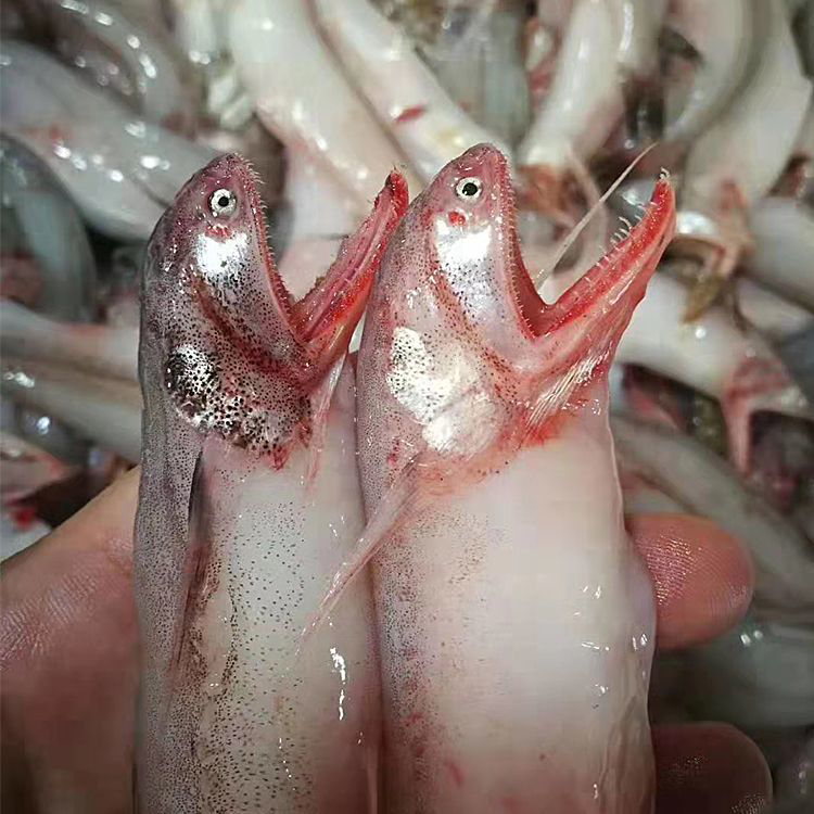 惠来 神泉港 小竹排船豆腐鱼5斤