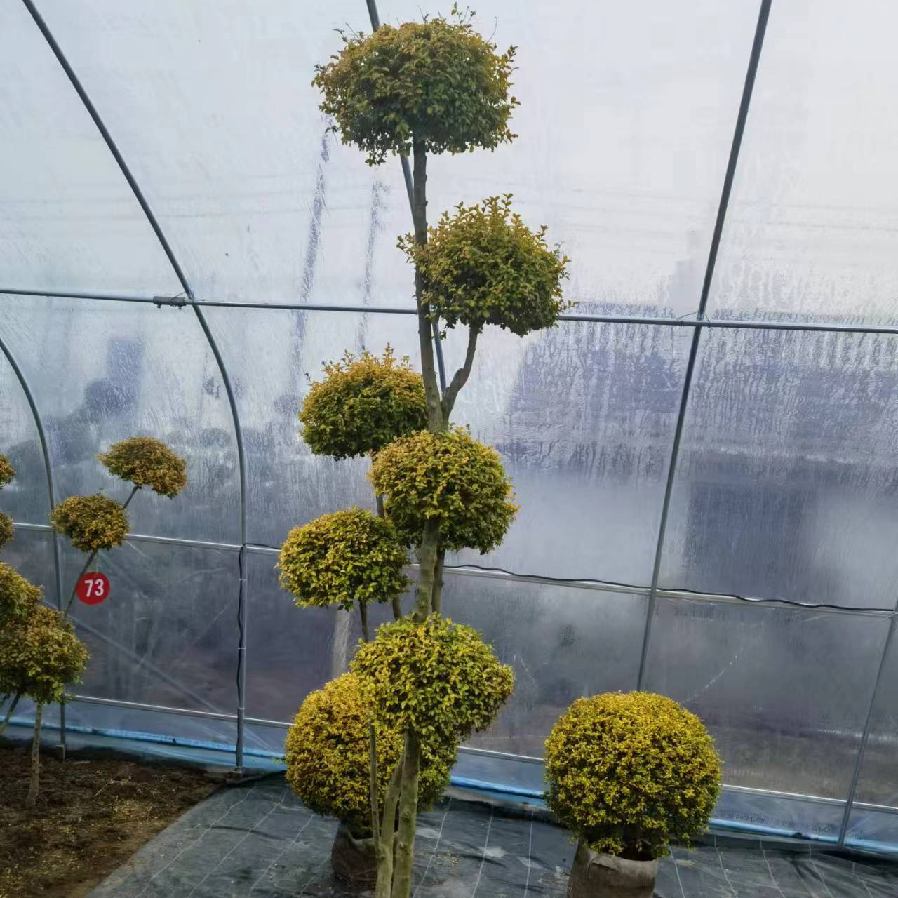 女贞多球亮晶造型四季常青庭院别墅花镜搭配植物