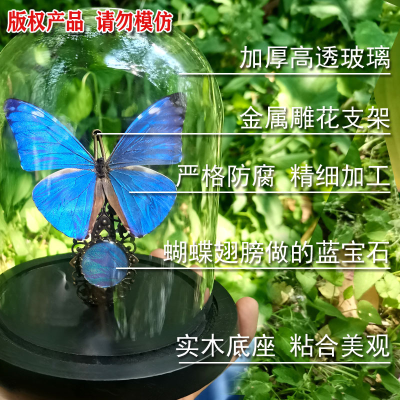 安东尼斯闪蝶真蝴蝶标本摆件玻璃罩生日礼物送女生闺蜜同学礼品