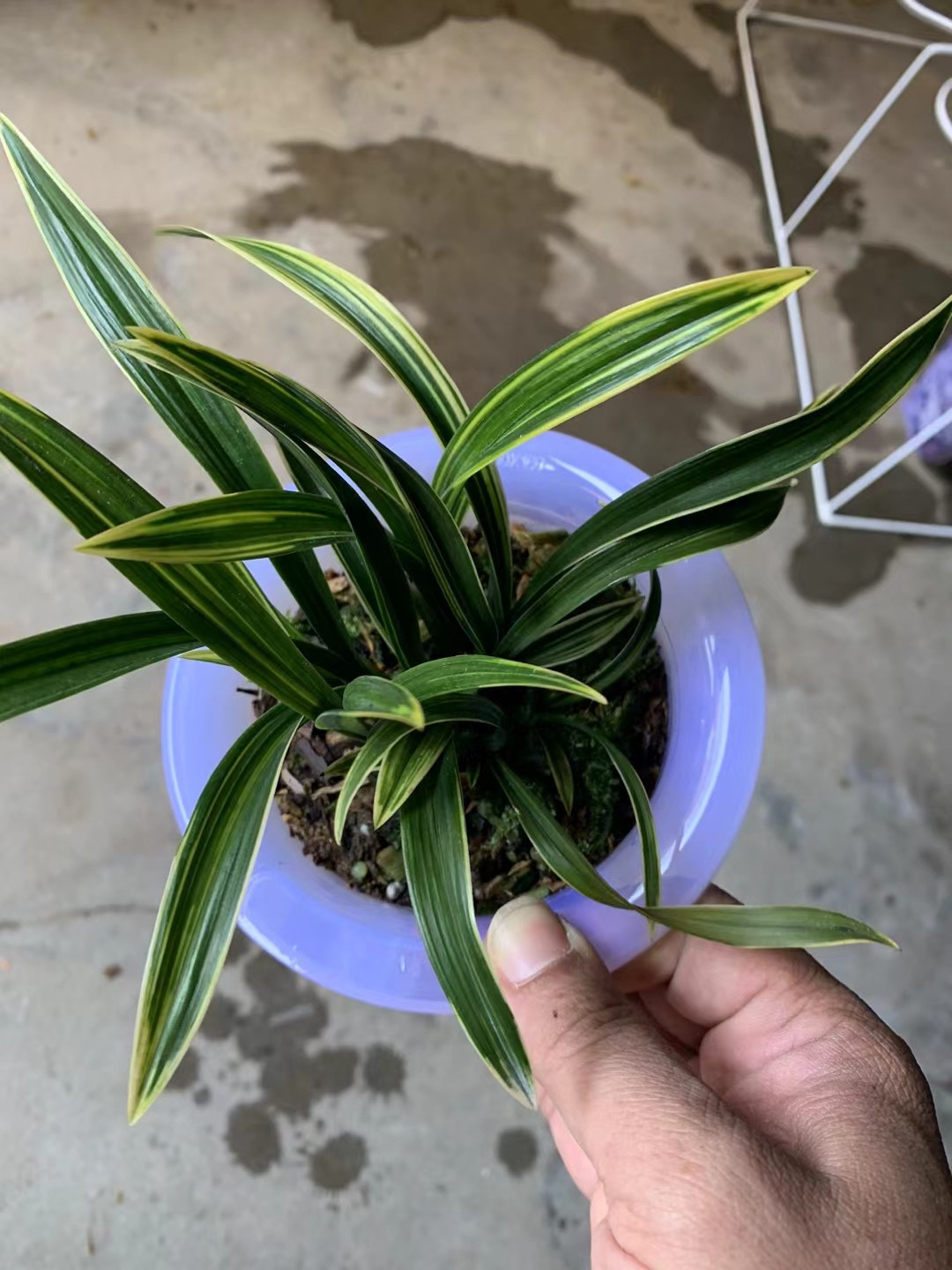 春兰矮种小艺草，六七苗一瓶