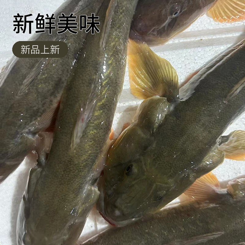 鲜活海捕新鲜胖头鱼3斤