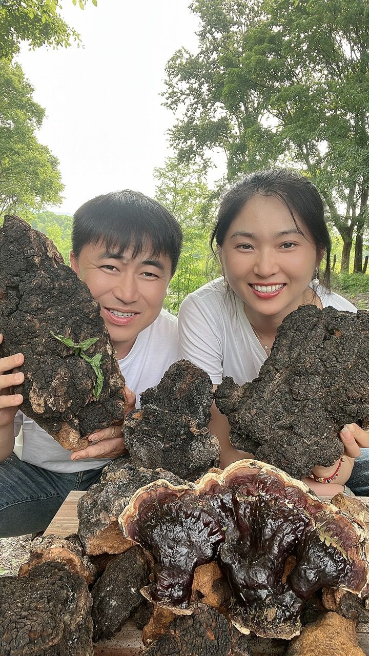 野生深山大块桦树茸（500克）包邮