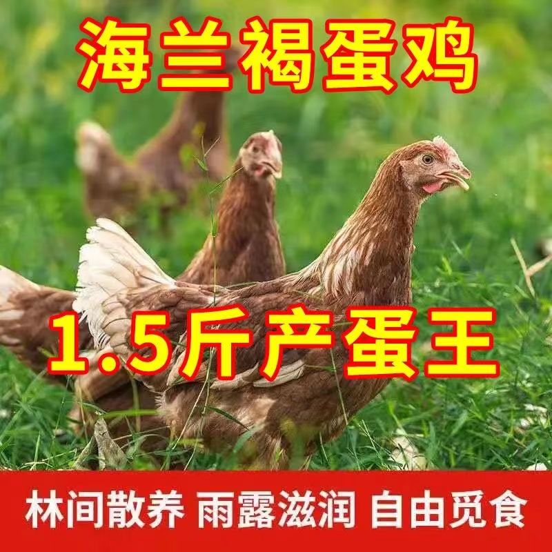 海兰褐产蛋王1.4斤左右