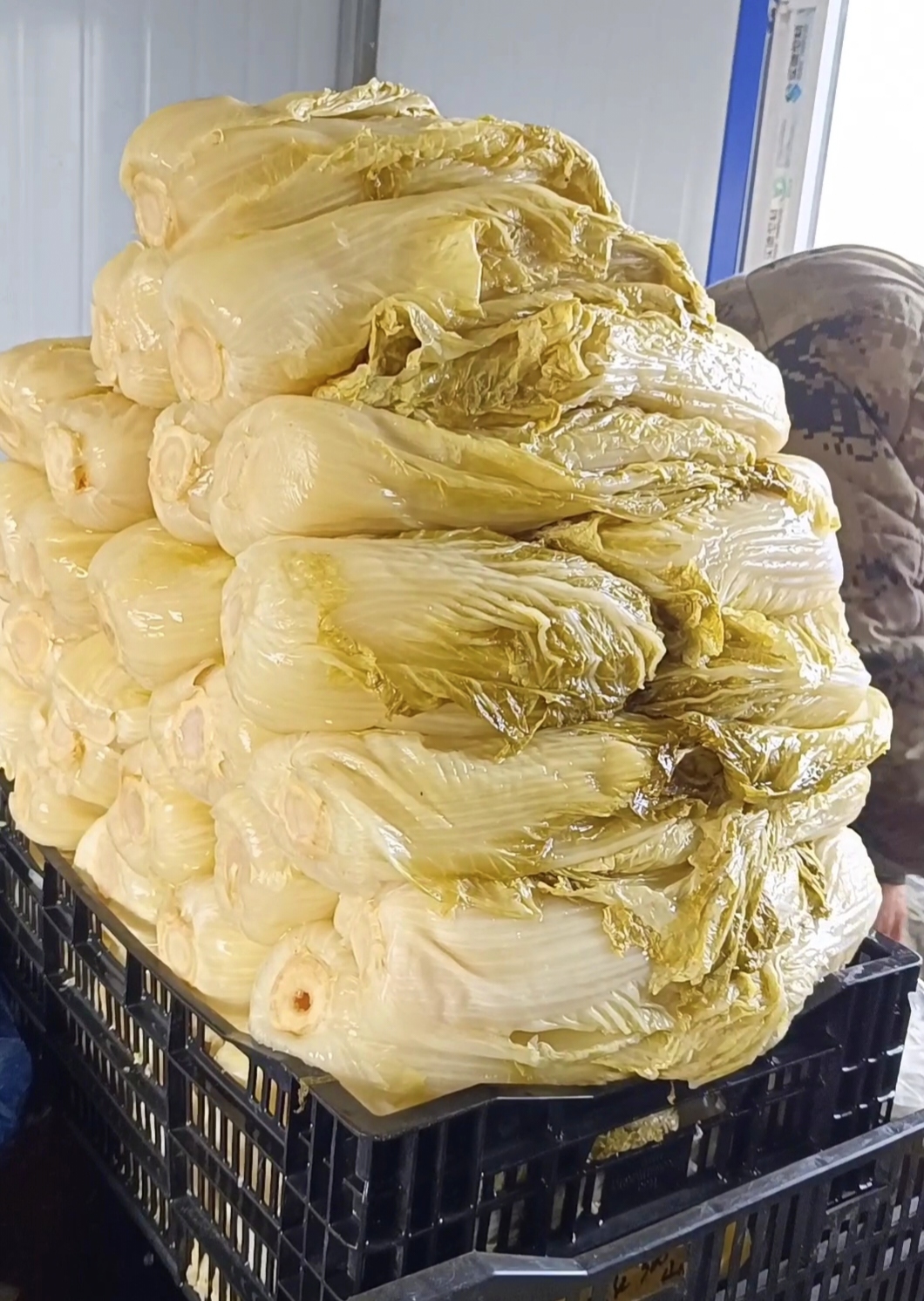 东北大缸酸菜自然发酵无添加口感酸脆味正5斤包邮