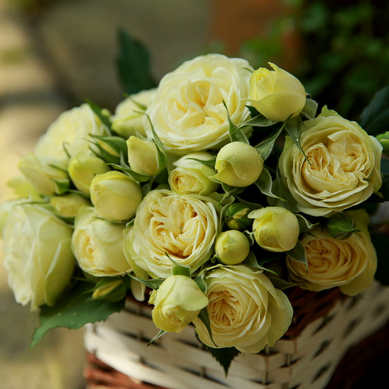 绿芙美人浓香月季花苗四季开花灌木切花玫瑰庭院阳台花卉盆栽