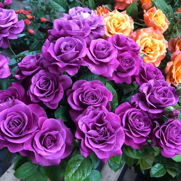 紫美人月季花苗冥王星四季开花灌木切花玫瑰庭院阳台花卉盆栽