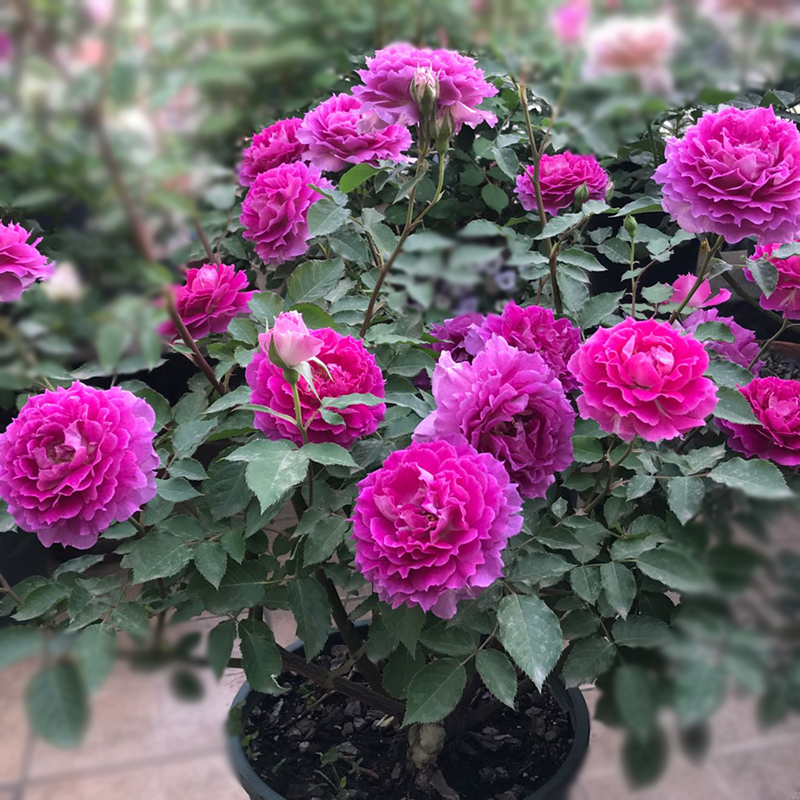 天方夜谭月季花苗四季开花灌木 双鱼座月季庭院阳台花卉盆栽