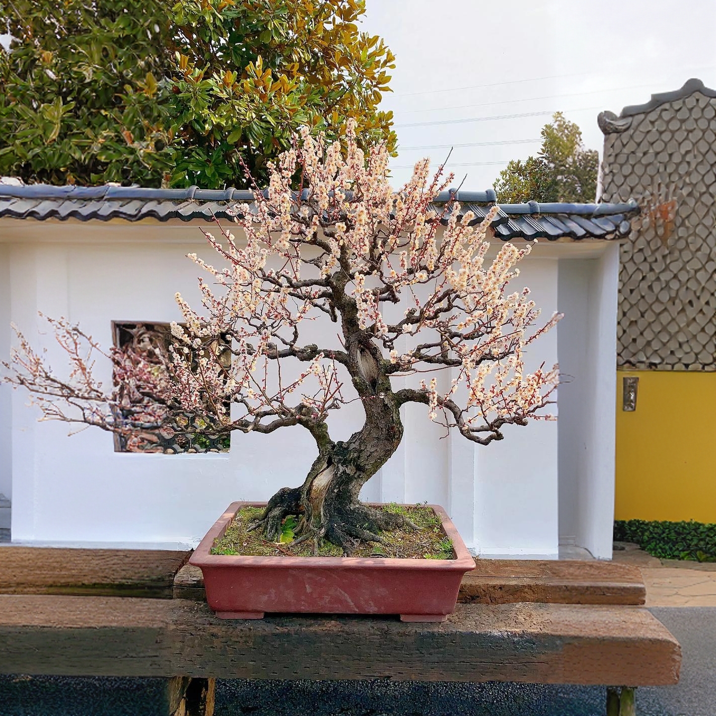 梅花盆景绿植盆栽当年开花——凌寒梅园