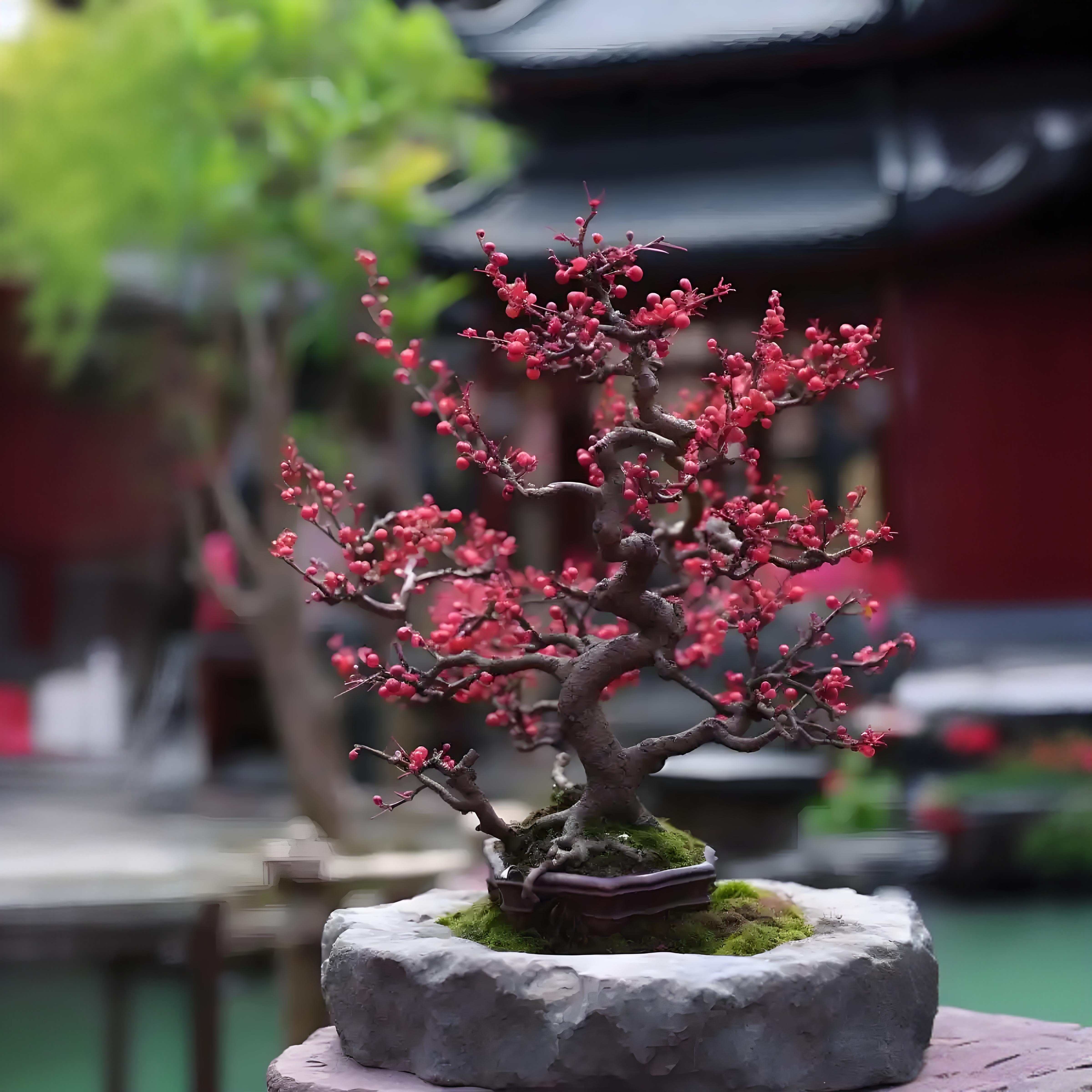 梅花盆景绿植盆栽当年开花植物——凌寒梅园老桩梅花老桩盆景室内