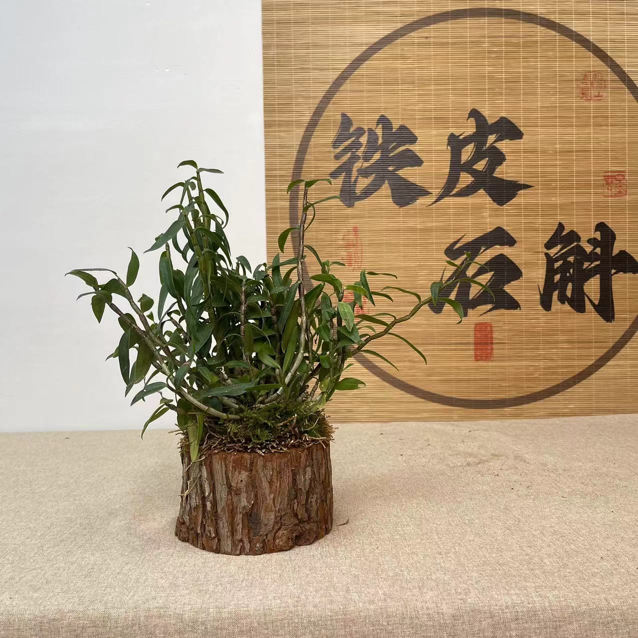 铁皮石斛枫斗苗花盆栽绿植木桩兰金钗鼓槌种植正宗花卉泡茶食用花