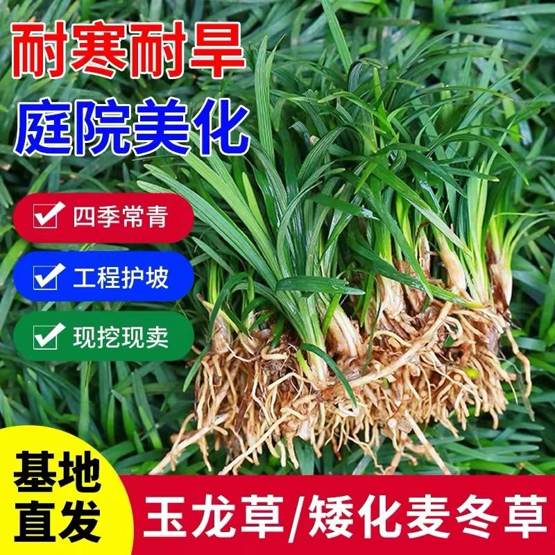 矮冬麦草庭院玉龙草苗耐寒践踏园林绿化苗木草坪植物金边麦冬草