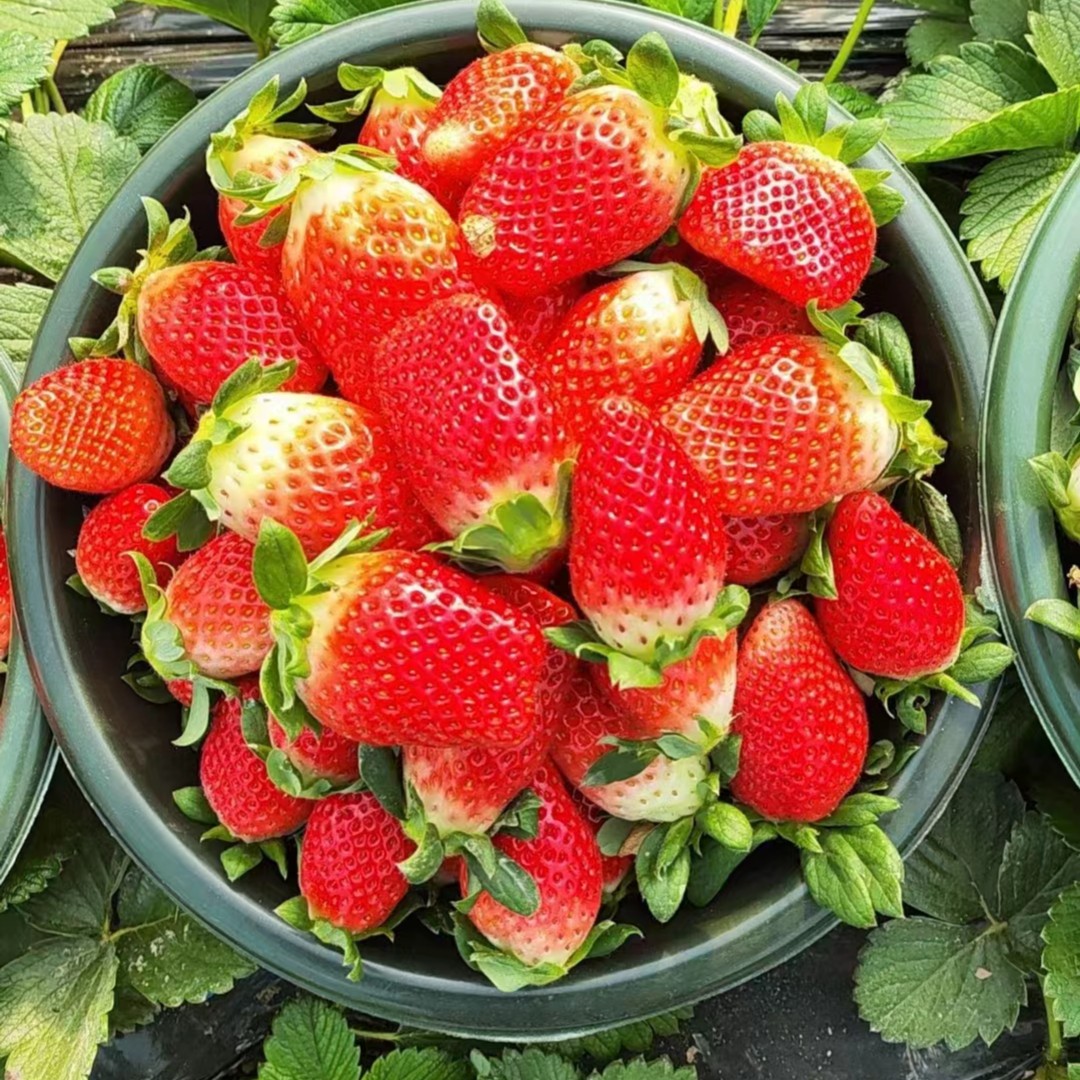 纯天然草莓一盆2斤左右