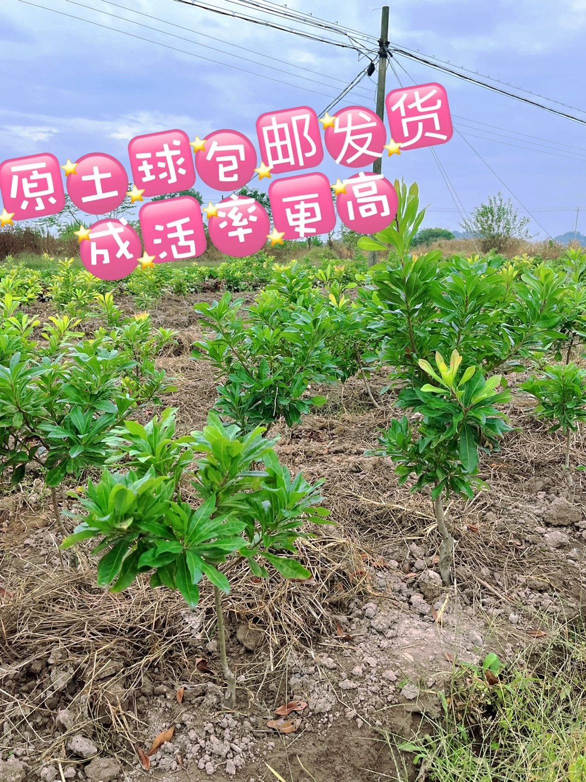  一物一拍 盆栽地栽  品种正宗
