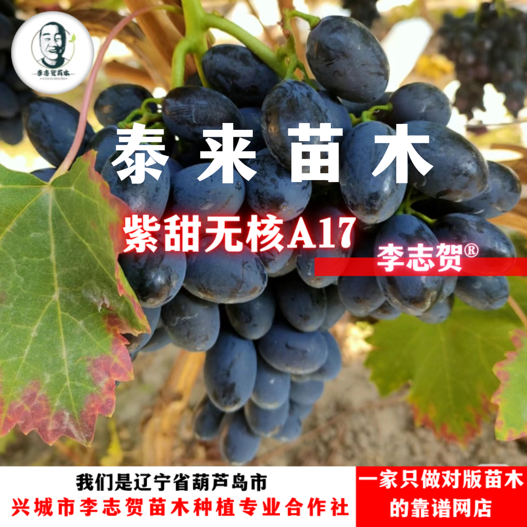 紫甜无核A17葡萄扦插苗 泰来苗木 李志贺苗木