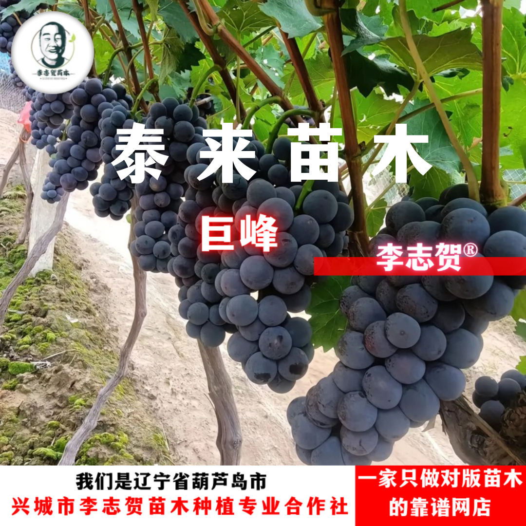 巨峰嫁接苗 贝达砧木 泰来苗木