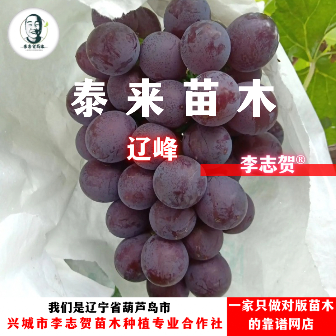 辽峰扦插苗 泰来苗木