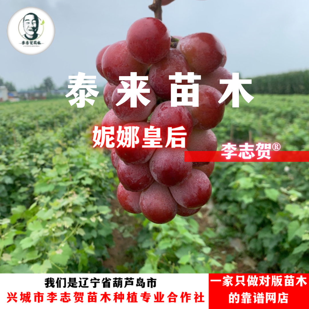 妮娜皇后嫁接苗 贝达砧木泰来苗木