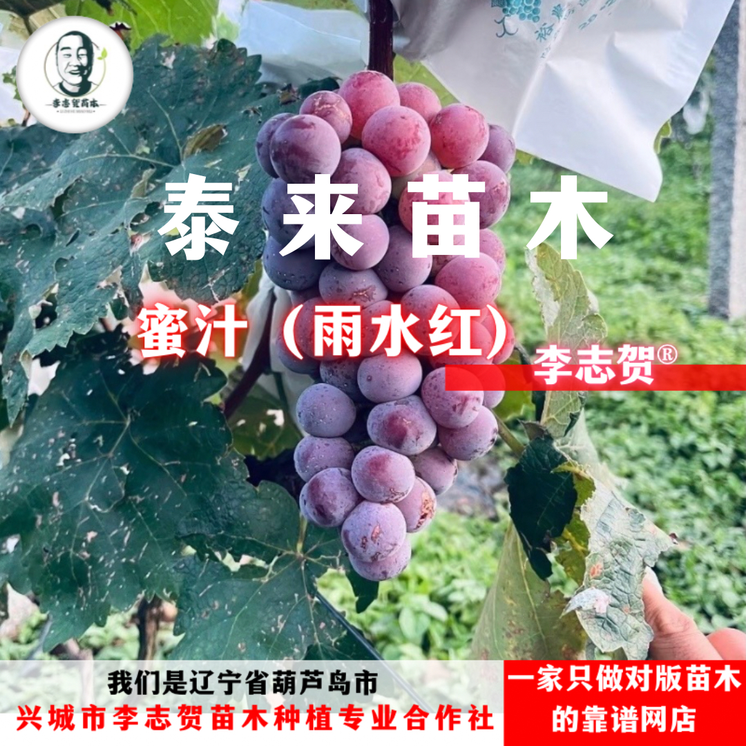 蜜汁  呗达嫁接苗  泰来苗木