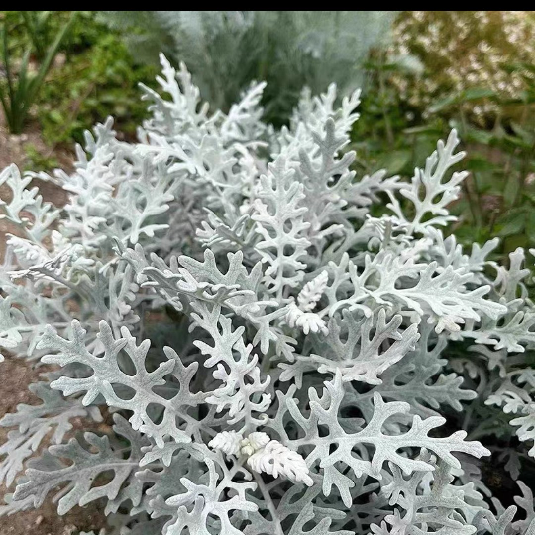 银叶菊盆栽苗菊花芙蓉菊羽叶蕾丝赛车手多年生四季常青耐寒植物