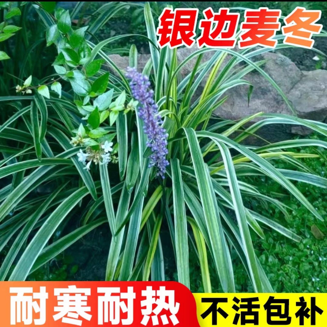 银边麦冬金叶苔草苗盆栽庭院阳台室内外四季好养易活花镜绿植植物