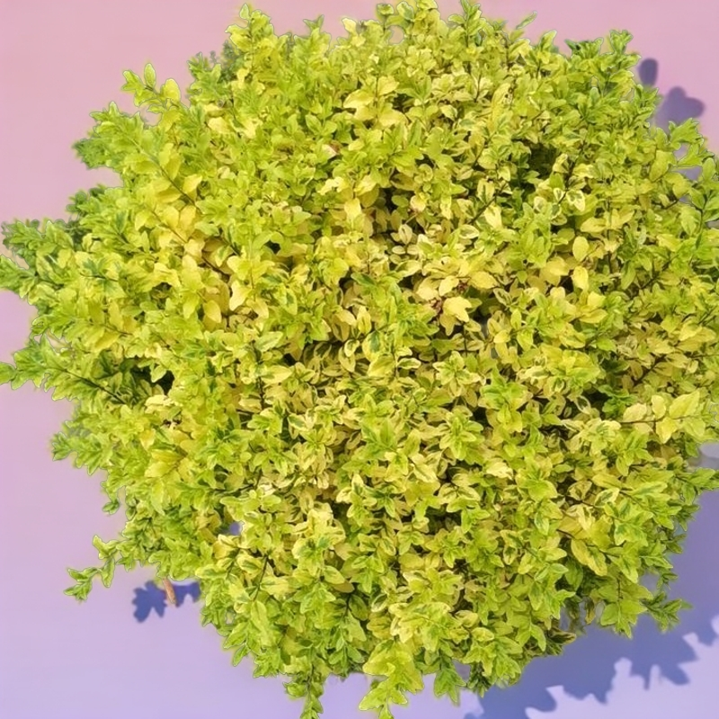 亮叶女贞花园花境植物耐热耐寒四季常绿花园耐热耐寒植物