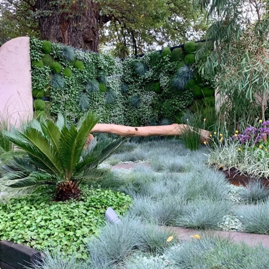 蓝羊茅植物盆栽庭院阳台四季好养常绿观叶耐热耐寒多年观赏草包邮