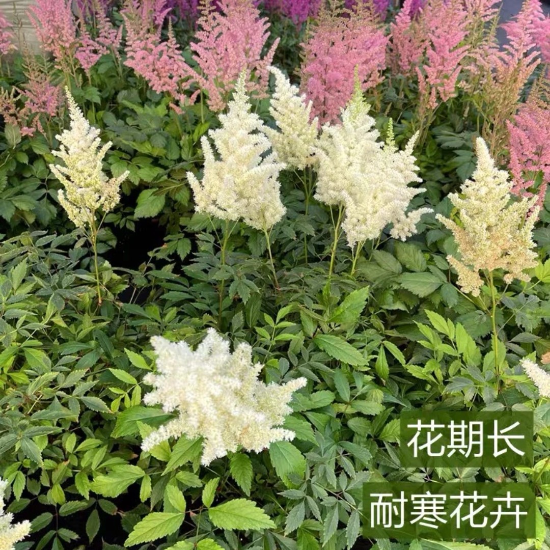 落新妇花苗盆栽带花苞发货进口大阳台花园多年生宿根耐寒花镜植物