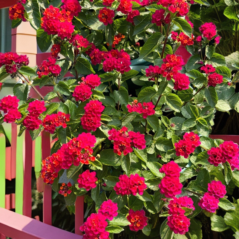 蔓马樱丹花苗 紫花五色梅庭院阳台四季垂吊花卉耐热花期长