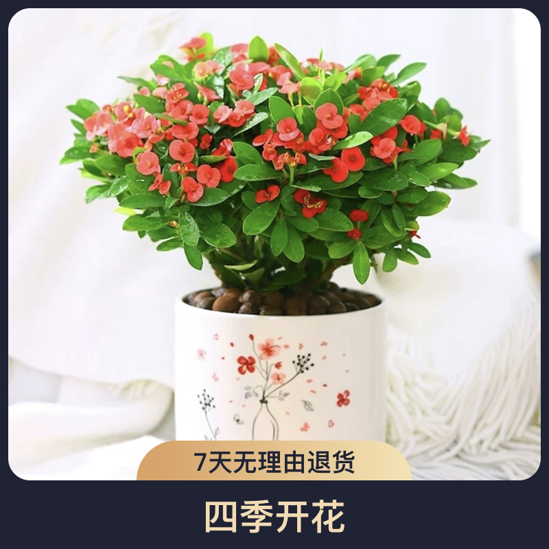 虎刺梅铁海棠花盆栽好养四季开花的花卉植物室内花办公室客厅绿植