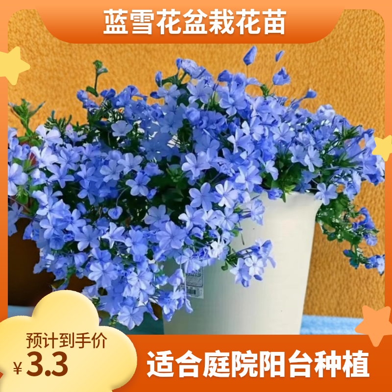 蓝雪花盆栽花苗四季开花蓝色花卉植物庭院阳台耐热耐晒好养