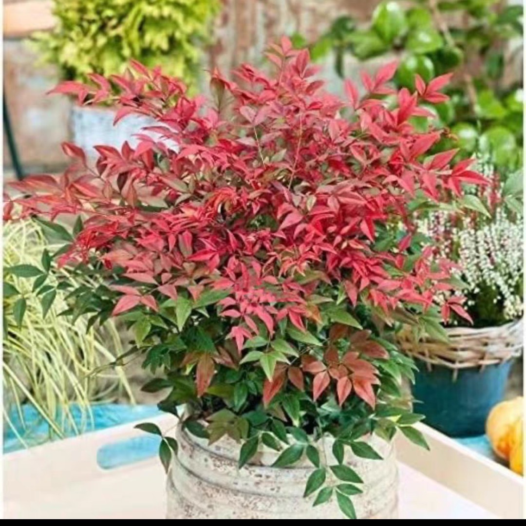 红宝石南天竹树苗火焰南天竹红叶天竹南北方庭院造景耐寒花镜植物