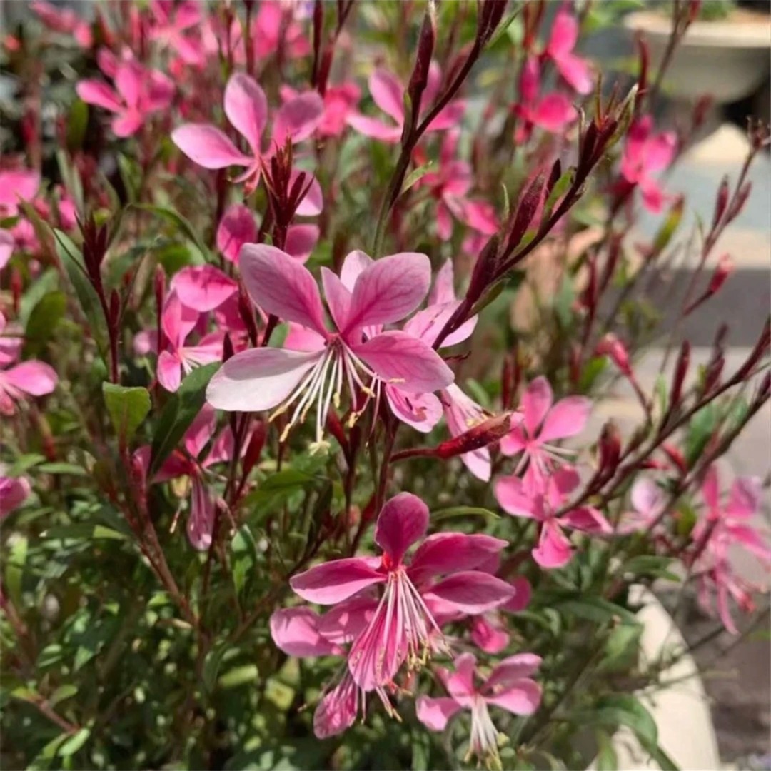 千鸟花苗四季开花苗盆栽户外花园花海片植多年生草花苗抗寒耐热好