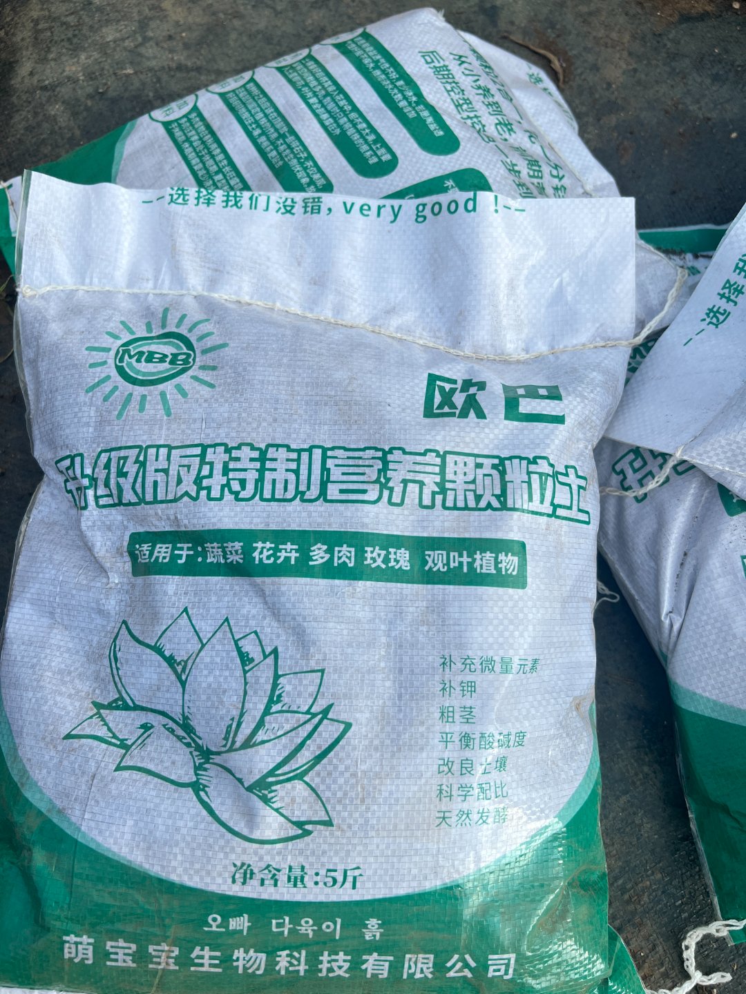 虎哥【9营养颗粒土】老桩多肉精品盆栽绿植造型大型飘枝多肉