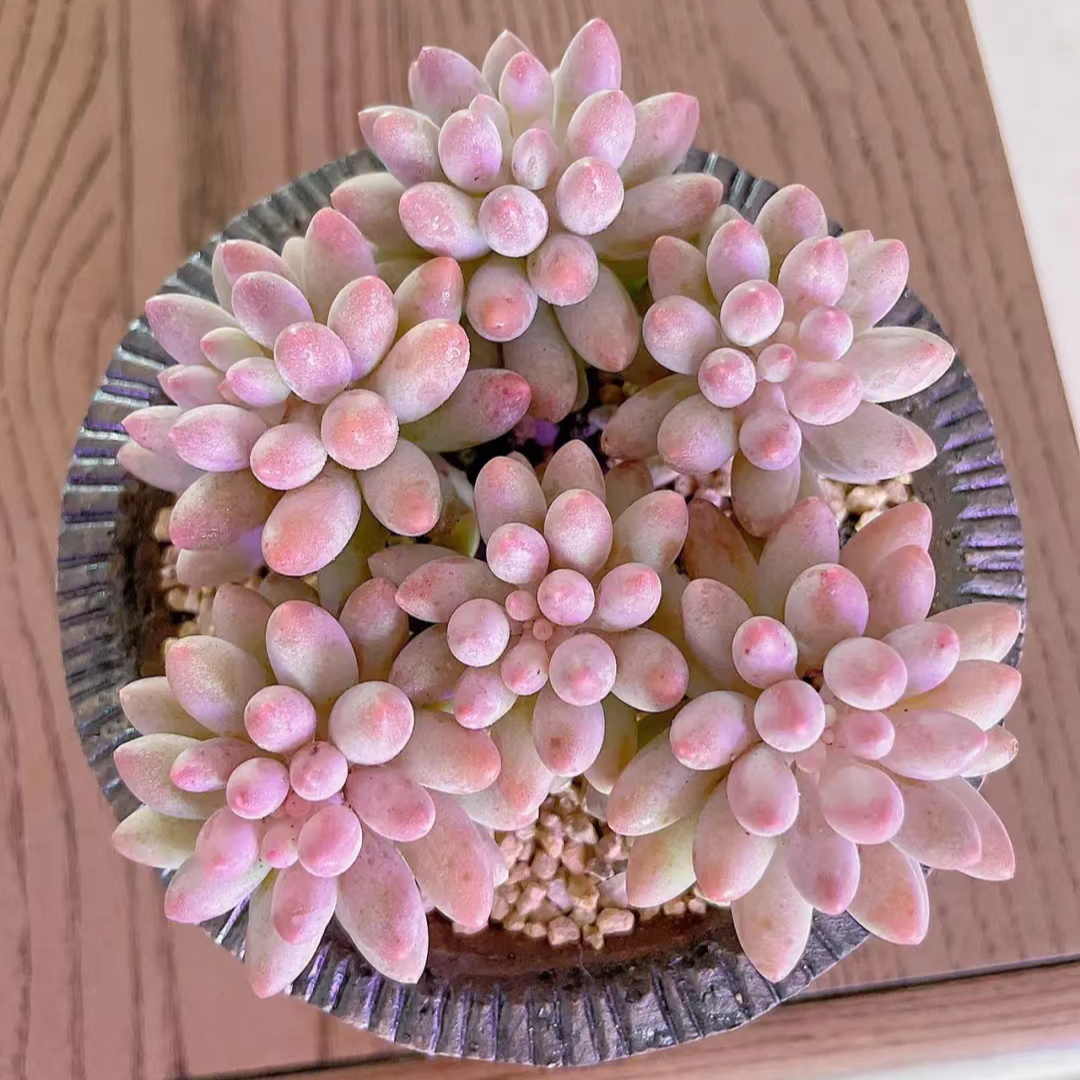 小双【婴儿手指】老桩多肉精品盆栽绿植造型大型飘枝多肉