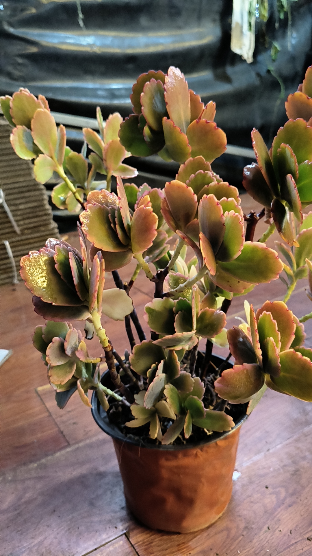 小双【9蝴蝶之舞两颗】老桩多肉精品盆栽绿植造型大型飘枝多肉