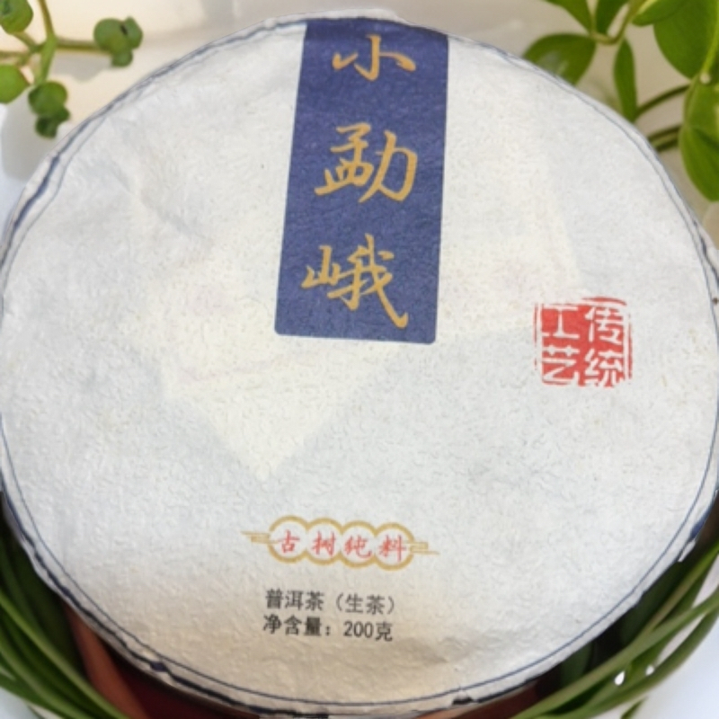 2023小勐峨古树头春