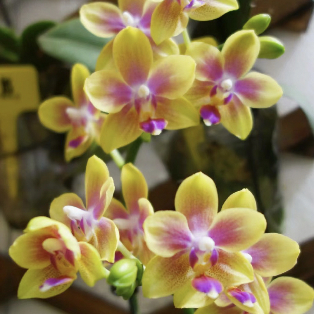 稀缺花苗【金树二代】3.0寸杯蝴蝶兰【易长多苗】带香味丰花型