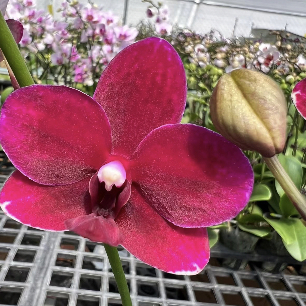 花苗【胭脂】2.8寸杯中红色蝴蝶兰中花型室内养殖