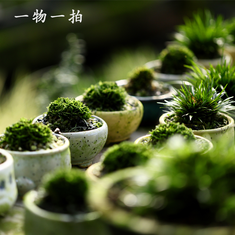 菖蒲微型盆景金钱黄金姬虎须香苗贵船苔胧月金凤凰有栖川小盆栽