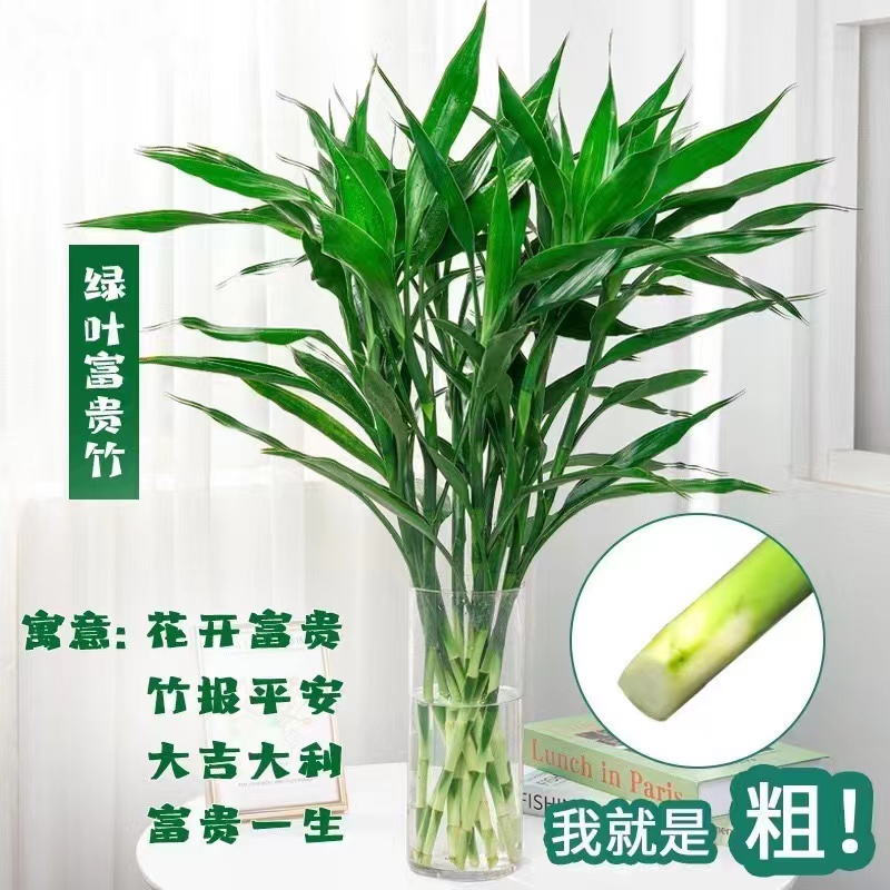 富贵竹水培植物中竹办公室居家水养客厅花卉绿植花水养节节高鲜切