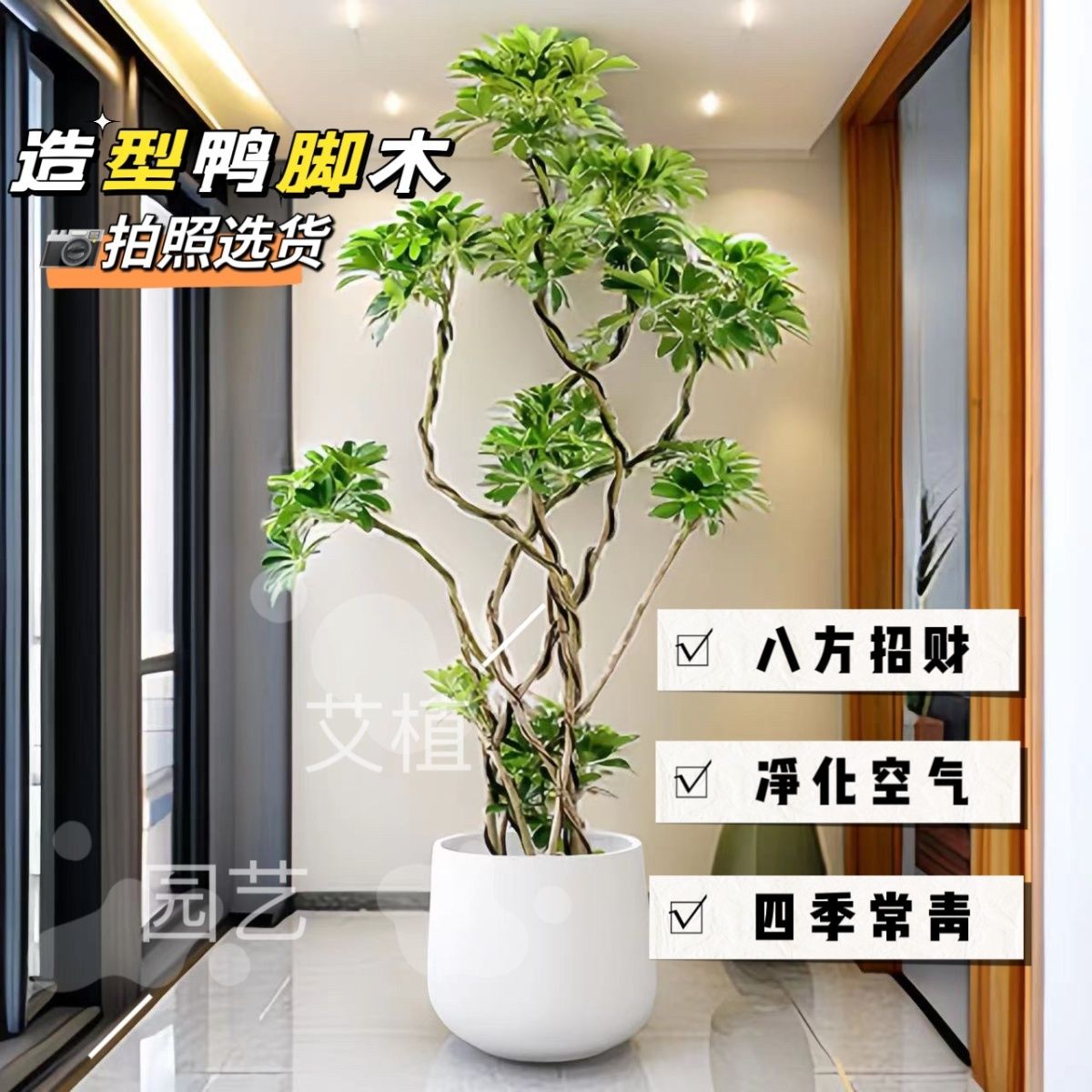 造型鸭脚木盆栽客厅室内绿植落地网红好养真花卉鸭掌木大型植物