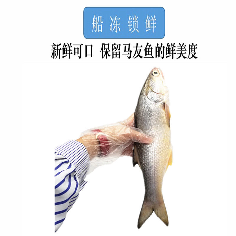 连云港冷冻发货马友鱼 午鱼10斤6条内